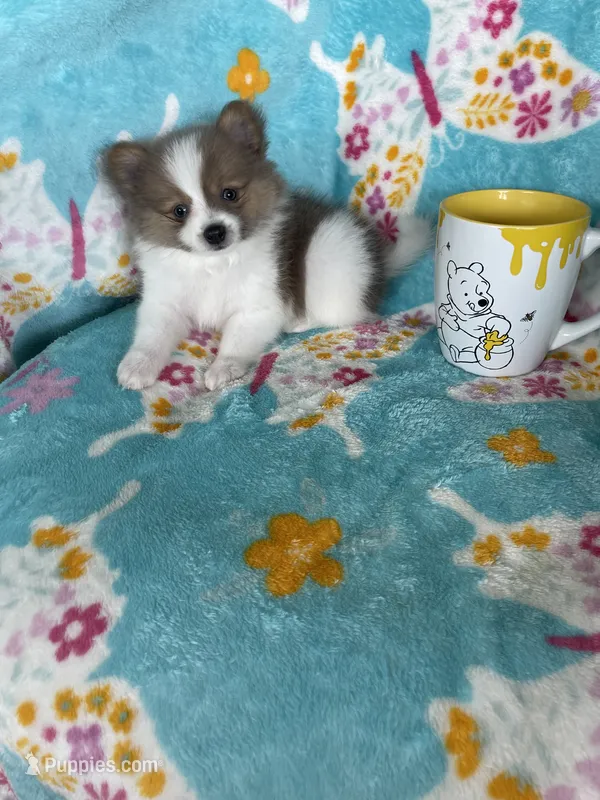 Noah – Pomeranian puppy for sale in Fort Myers, FL