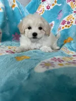 Arlo, a male Maltipoo for sale in Fort Myers, FL – 4 of 7