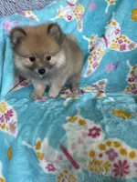 Frankie, a male Pomeranian for sale in Fort Myers, FL – 8 of 8