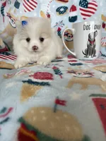 Sugar, a female Pomeranian for sale in Fort Myers, FL – 5 of 6