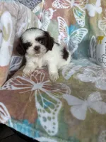 Chip, a male Shih Tzu for sale in Fort Myers, FL – 5 of 9
