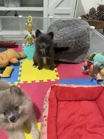 Lenny, a male Pomeranian for sale in Fort Myers, FL – 4 of 4
