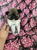Sugar, a female Pomeranian for sale in Fort Myers, FL – 7 of 8