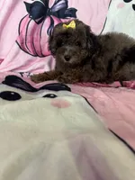 Jewels, a female Poodle - Miniature  for sale in Fort Myers, FL – 9 of 10