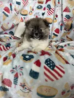 Benny, a male Pomeranian for sale in Fort Myers, FL – 3 of 6