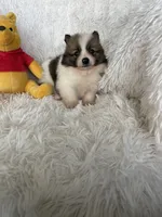 Tom Collins, a male Pomeranian for sale in Fort Myers, FL – 3 of 7