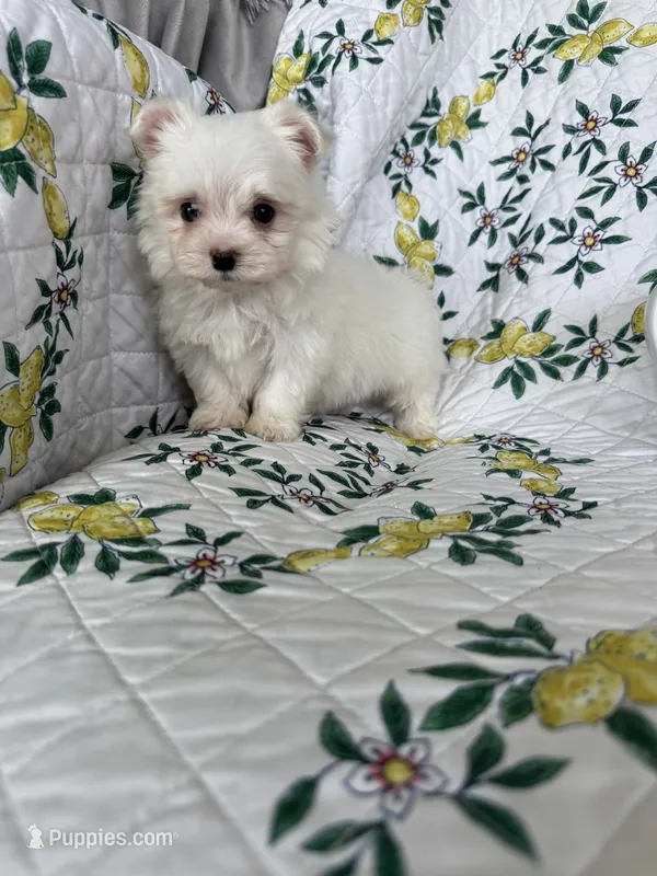 Tcup Biscuit – Maltese puppy for sale in Fort Myers, FL