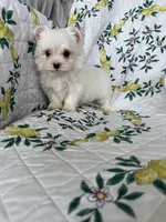 Tcup Biscuit, a male Maltese for sale in Fort Myers, FL – 1 of 10