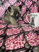 Mocha, a female Pomeranian for sale in Fort Myers, FL – 5 of 7