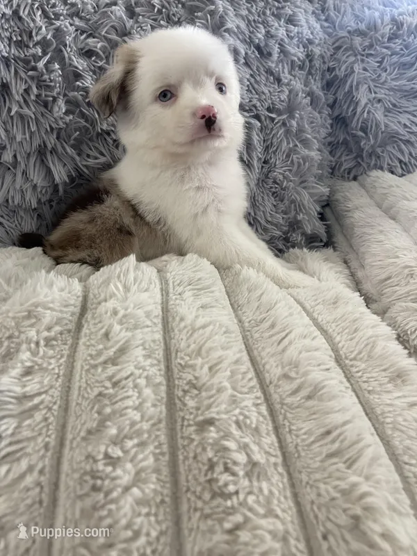 Aspen – Toy Australian Shepherd puppy for sale in Fort Myers, FL