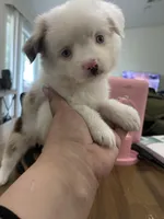 Aspen, a female Toy Australian Shepherd for sale in Fort Myers, FL – 4 of 5