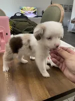 Aspen, a female Toy Australian Shepherd for sale in Fort Myers, FL – 2 of 5