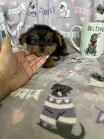 Taro, a male Yorkshire Terrier for sale in Fort Myers, FL – 4 of 5