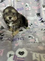 Cappuccino , a male Maltipoo for sale in Fort Myers, FL – 7 of 8