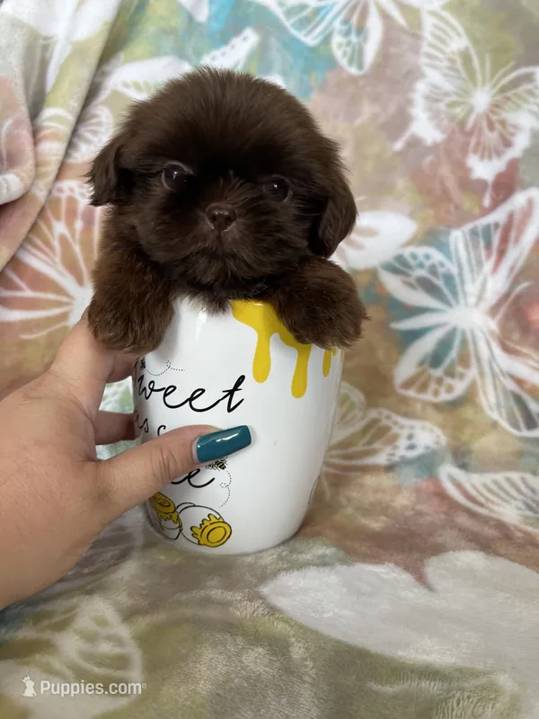 Tiny Nugget – Shih Tzu puppy for sale in Fort Myers, FL