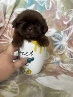 Tiny Nugget, a male Shih Tzu for sale in Fort Myers, FL – 1 of 8