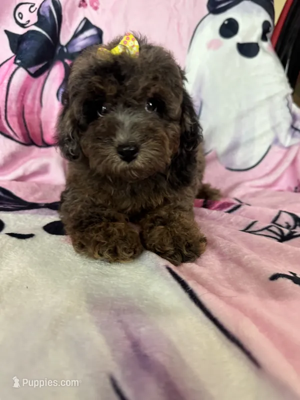 Jewels – Poodle - Miniature  puppy for sale in Fort Myers, FL