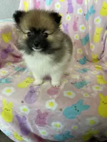 Philly, a male Pomeranian for sale in Fort Myers, FL – Photo 8 of 10