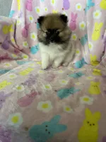 Philly, a male Pomeranian for sale in Fort Myers, FL – Photo 5 of 10