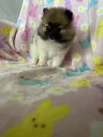 Philly, a male Pomeranian for sale in Fort Myers, FL – Photo 3 of 10