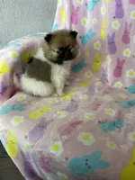 Philly, a male Pomeranian for sale in Fort Myers, FL – Photo 9 of 10