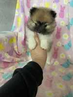 Philly, a male Pomeranian for sale in Fort Myers, FL – Photo 6 of 10