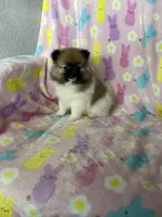 Philly, a male Pomeranian for sale in Fort Myers, FL – Photo 10 of 10