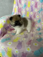 Philly, a male Pomeranian for sale in Fort Myers, FL – Photo 7 of 10