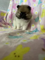 Philly, a male Pomeranian for sale in Fort Myers, FL – Photo 1 of 10