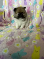 Philly, a male Pomeranian for sale in Fort Myers, FL – Photo 4 of 10