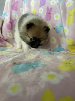 Philly, a male Pomeranian for sale in Fort Myers, FL – Photo 2 of 10