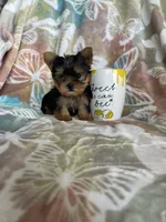 Tcup Ted, a male Yorkshire Terrier for sale in Fort Myers, FL – 4 of 9
