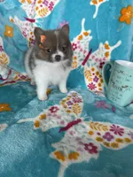 Poppy, a female Pomeranian for sale in Fort Myers, FL – 7 of 8
