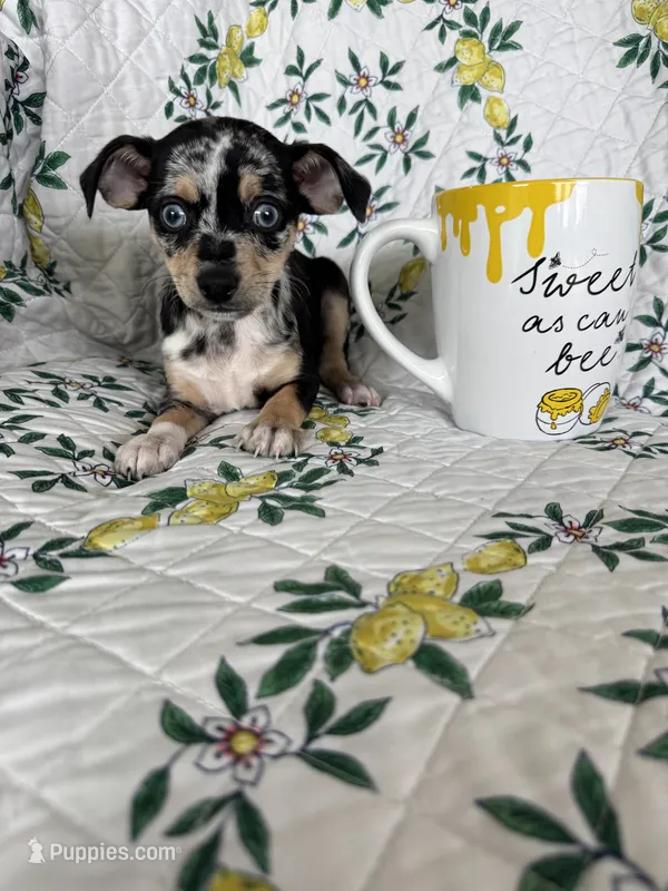 Rio – Chihuahua puppy for sale in Fort Myers, FL
