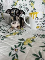 Rio, a male Chihuahua for sale in Fort Myers, FL – 1 of 6