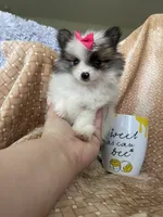 Tiny Pumpkin , a female Pomeranian for sale in Fort Myers, FL – 7 of 7