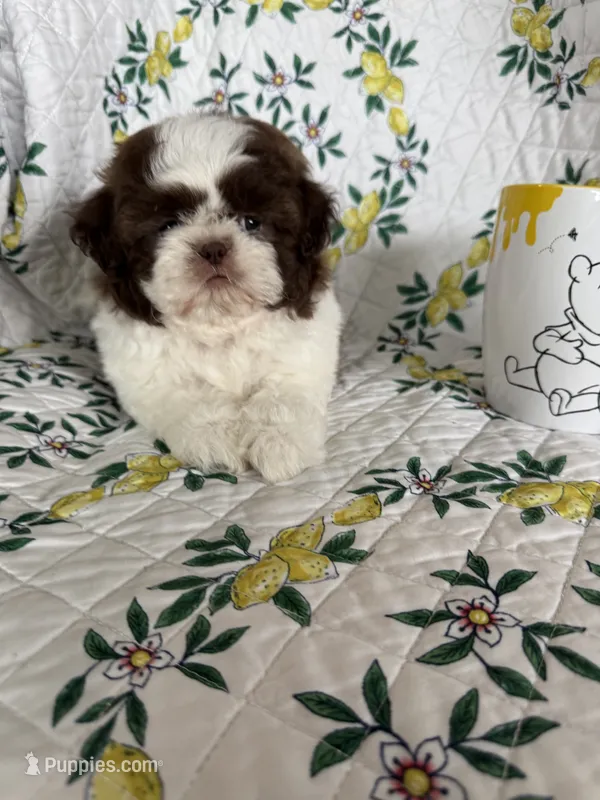 Osso – Shih Tzu puppy for sale in Fort Myers, FL