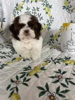 Osso, a male Shih Tzu for sale in Fort Myers, FL – 1 of 7