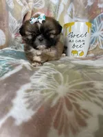 Tiny Cocoa, a female Shih Tzu for sale in Fort Myers, FL – 6 of 10