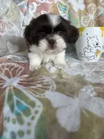 Twix, a male Shih Tzu for sale in Fort Myers, FL – 7 of 8