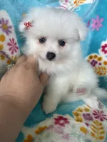 Truly, a female Pomeranian for sale in Fort Myers, FL – 4 of 6