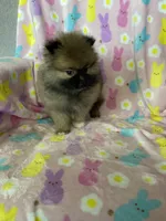 Dallas, a male Pomeranian for sale in Fort Myers, FL – Photo 6 of 8