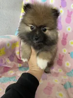 Dallas, a male Pomeranian for sale in Fort Myers, FL – Photo 2 of 8