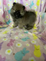 Dallas, a male Pomeranian for sale in Fort Myers, FL – Photo 5 of 8