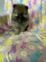 Dallas, a male Pomeranian for sale in Fort Myers, FL – Photo 7 of 8