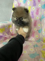 Dallas, a male Pomeranian for sale in Fort Myers, FL – Photo 1 of 8