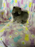 Dallas, a male Pomeranian for sale in Fort Myers, FL – Photo 3 of 8