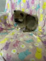 Dallas, a male Pomeranian for sale in Fort Myers, FL – Photo 8 of 8