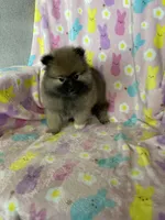 Dallas, a male Pomeranian for sale in Fort Myers, FL – Photo 4 of 8