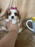 Peaches, a female Cavalier King Charles Spaniel for sale in Fort Myers, FL – 5 of 7